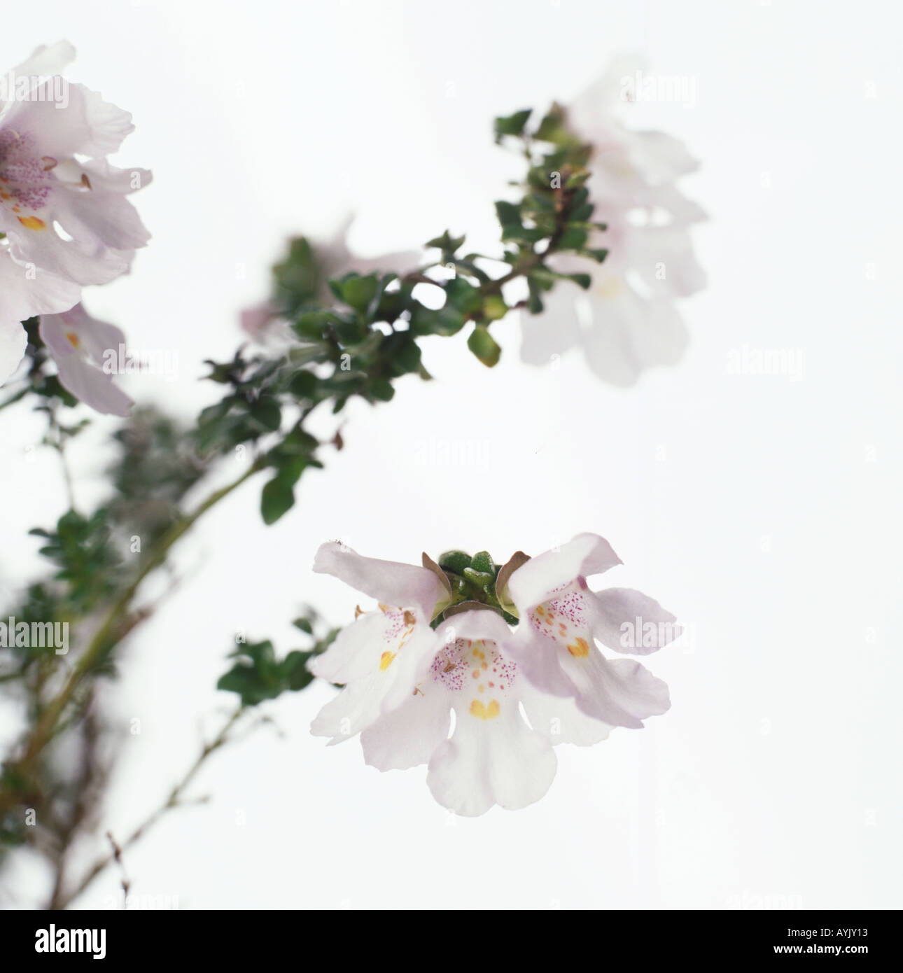 Prostanthera cuneata, Australian mint nush, alpine mint bush, bell shaped flowers Stock Photo