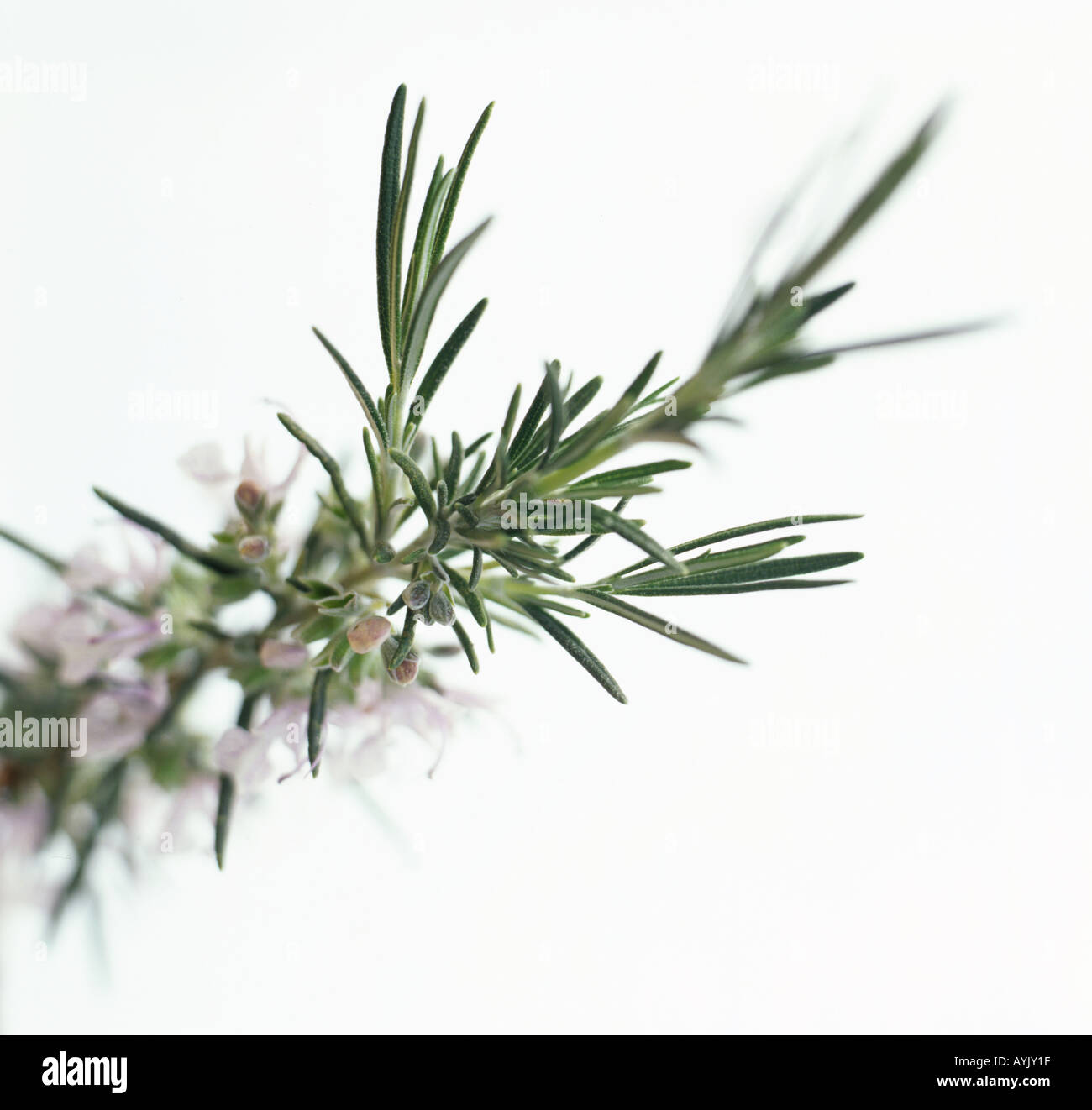 Needle shaped leaves hires stock photography and images Alamy