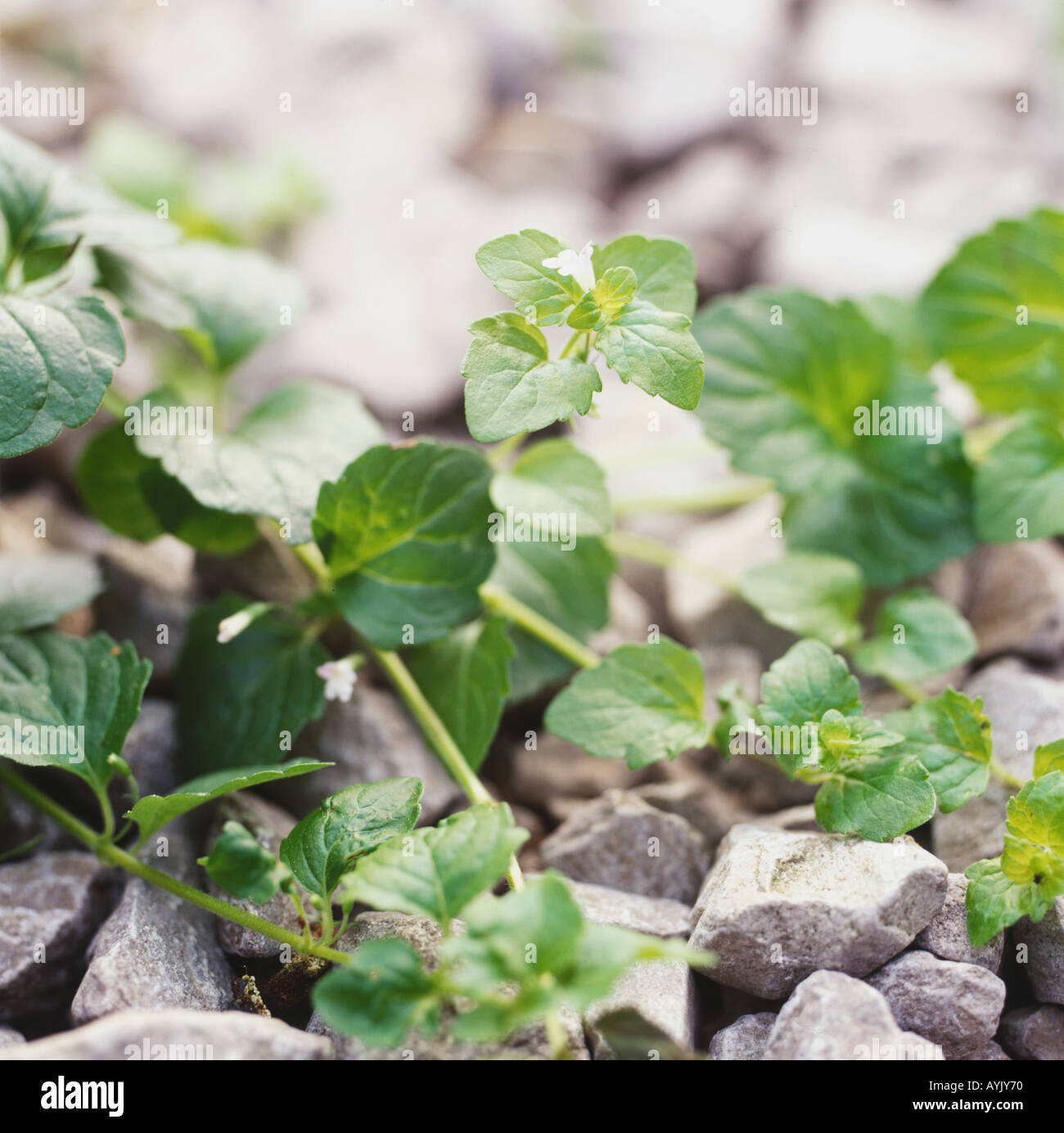 Satureja douglasii, yerba buena, small, tubular white flowers growing where small Stock Photo
