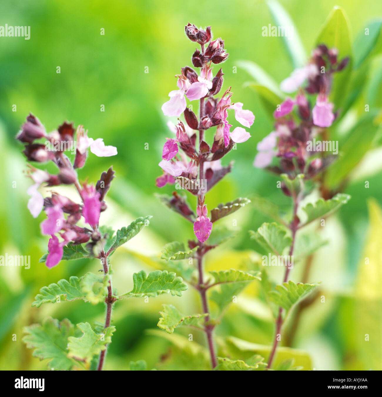 Teucrium chamaedrys L., focus on wall germander, pink flowers and oval, pointed, toothed, and lobed leaves, Stock Photo