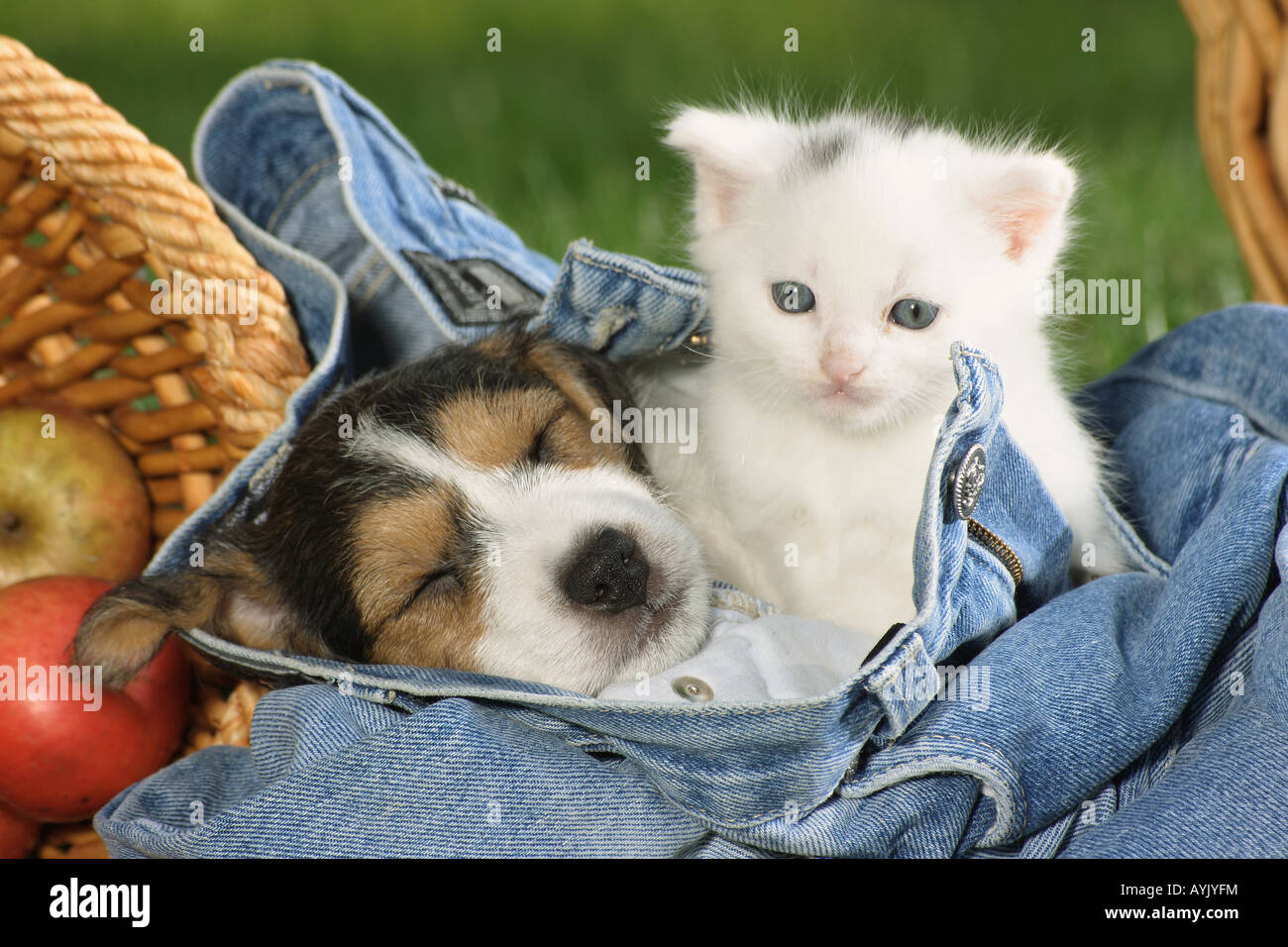 Jack Russell Terrier puppy and kitten in jeans Stock Photo Alamy
