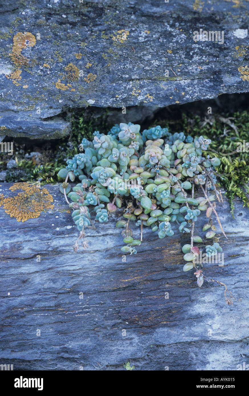 Corsican Stonecrop Sedum Dasyphyllum Spanish Pyrenees succulent plant common in Pyrenees mountains Stock Photo