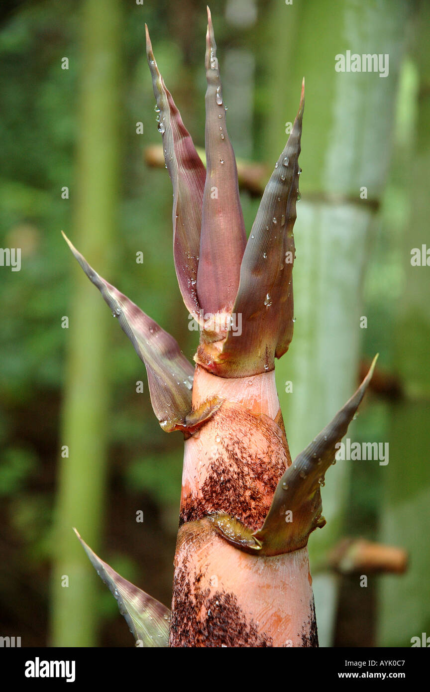 New shoot of Dendrocalamus membranaceus Stock Photo