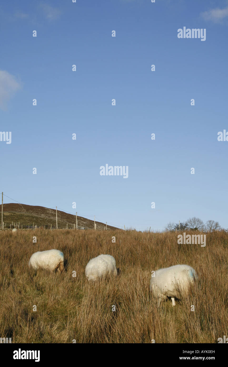 three sheep grazing in field in wales Stock Photo - Alamy