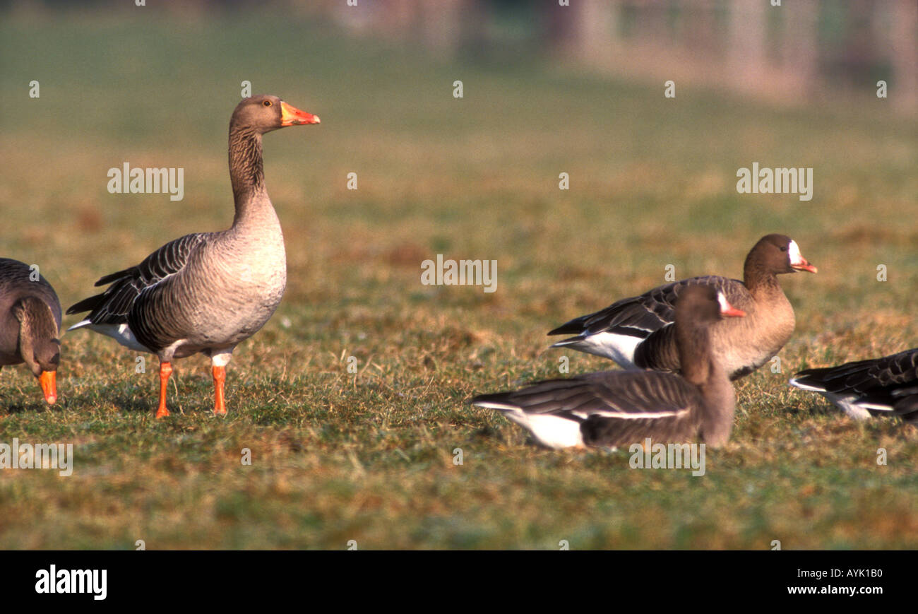 Greylag Goose Vs White Fronted Goose