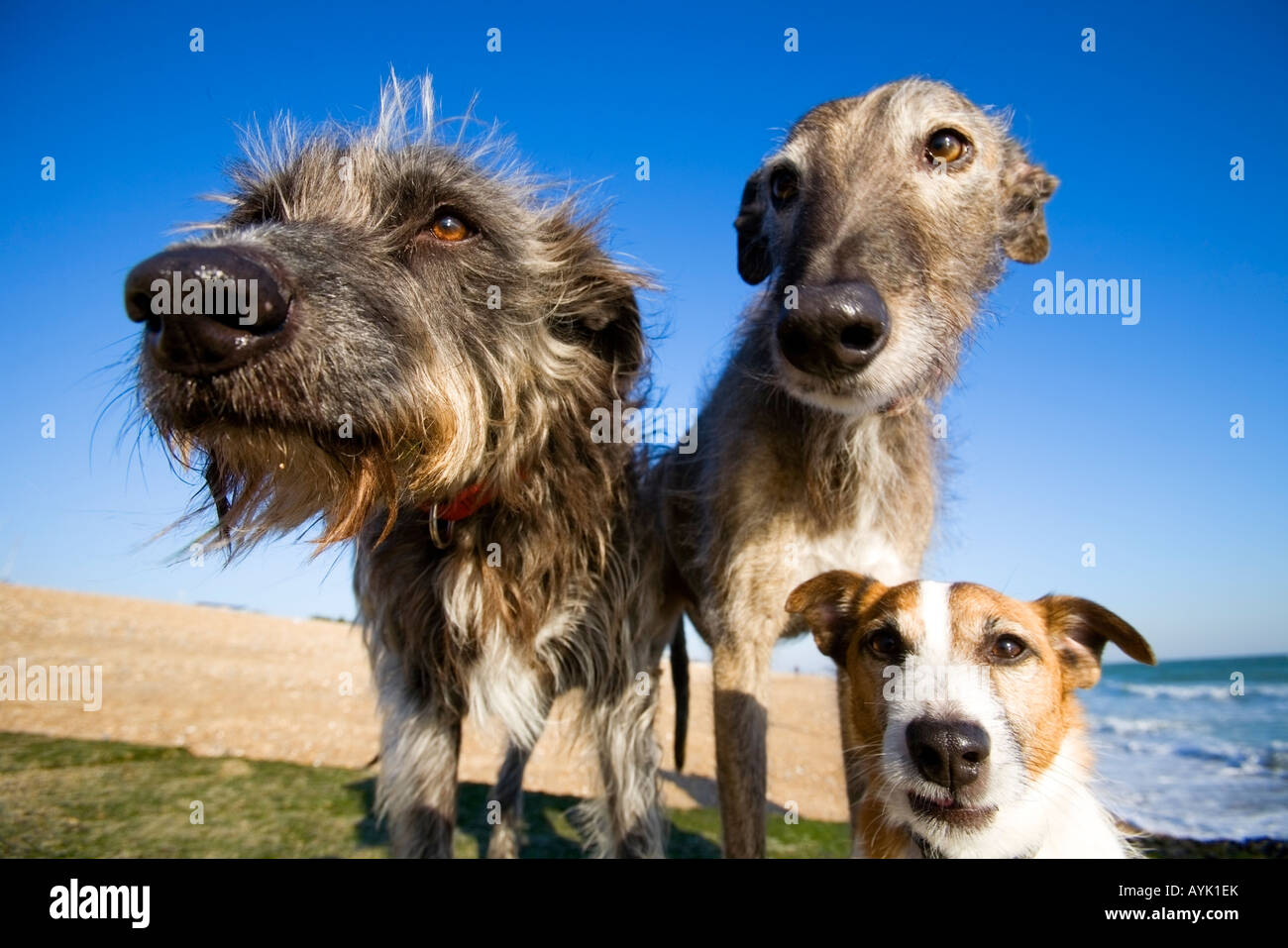 3 mongrel dogs heads, 2 lurchers, 1 Jack Russell Stock Photo