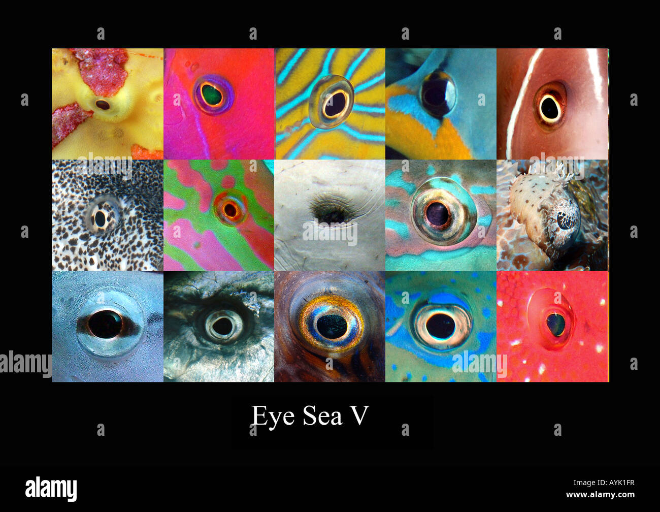 Eye sea V, fisheyes Stock Photo