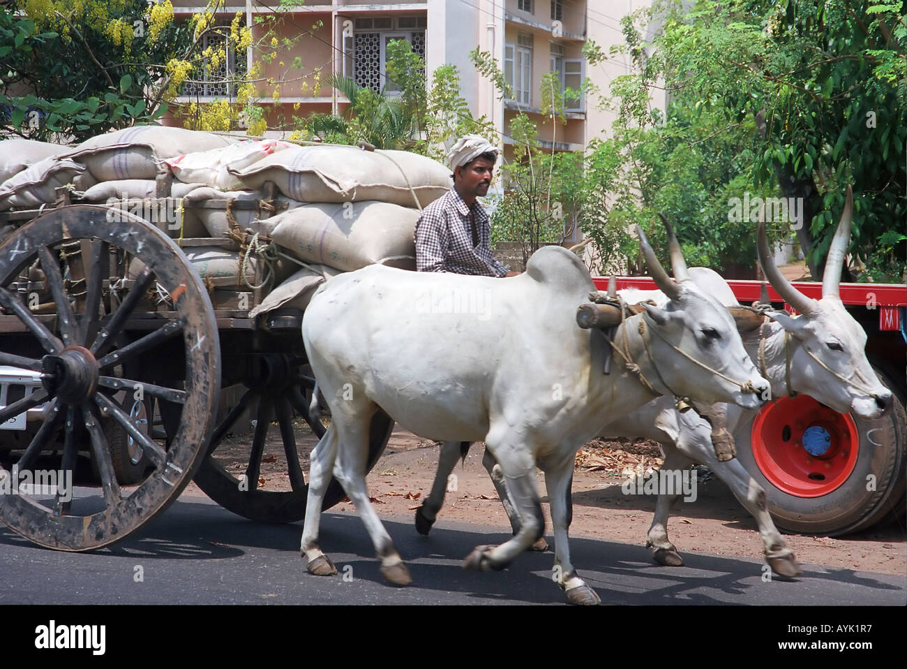 young man driving a two oxen wagon India Kerala a state on the tropical cost of south west India Stock Photo
