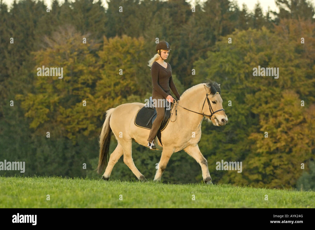 Girl riding on Norwegian horse Stock Photo Alamy