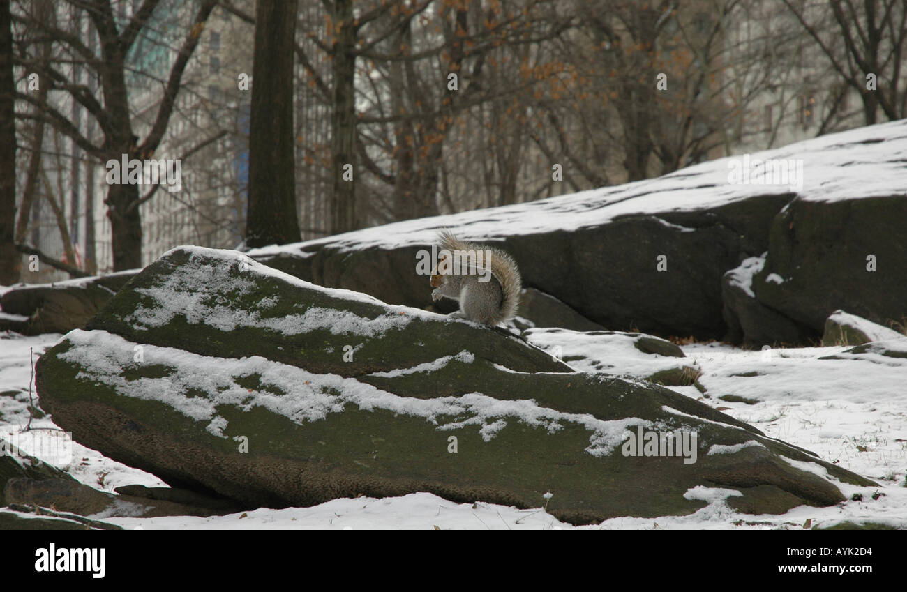 Squirrel on a rock in Central Park New York Stock Photo