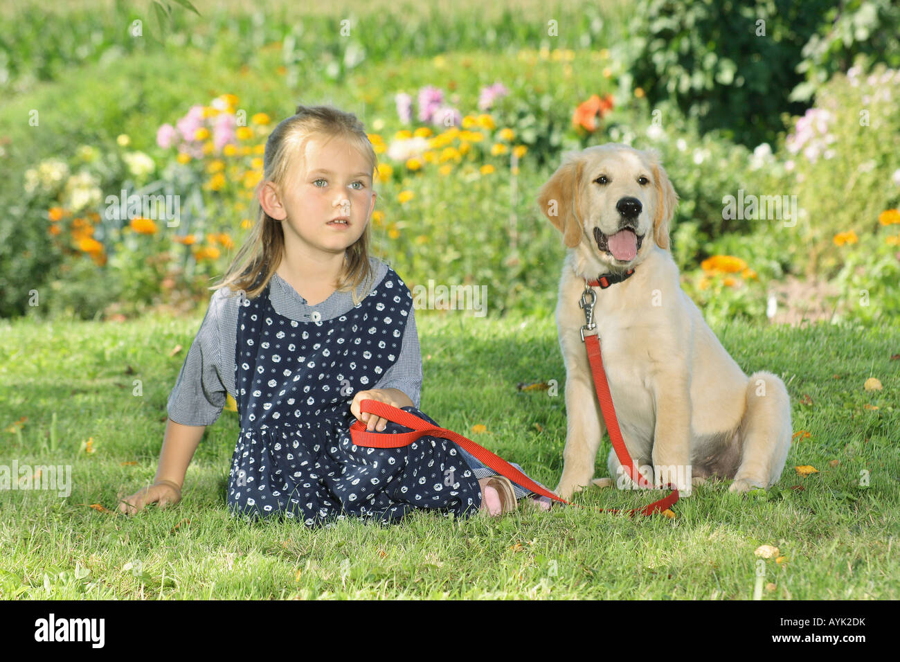 young Golden Retriever and girl sitting in the garden Stock Photo - Alamy