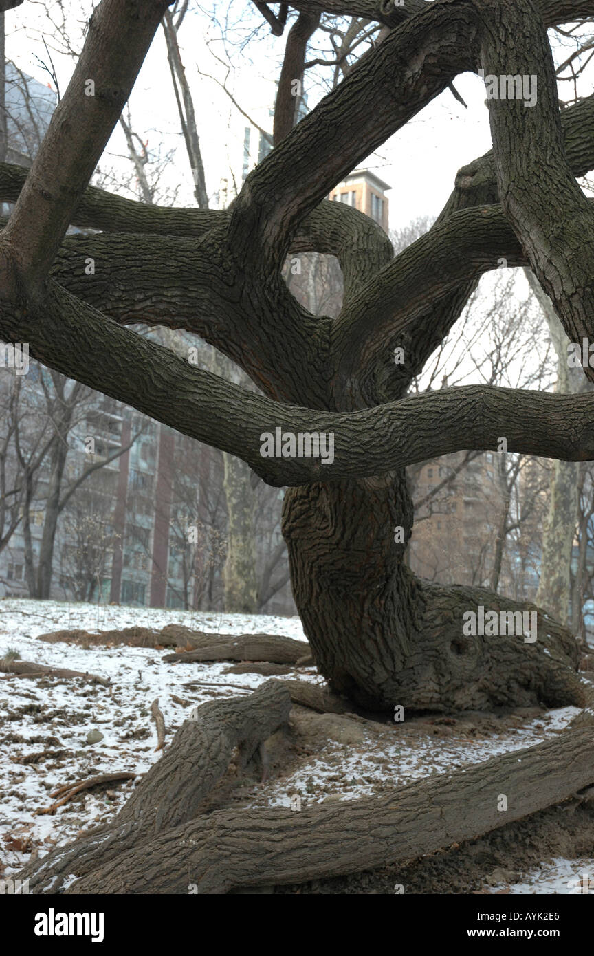 An abstract tree in central park in winter Stock Photo