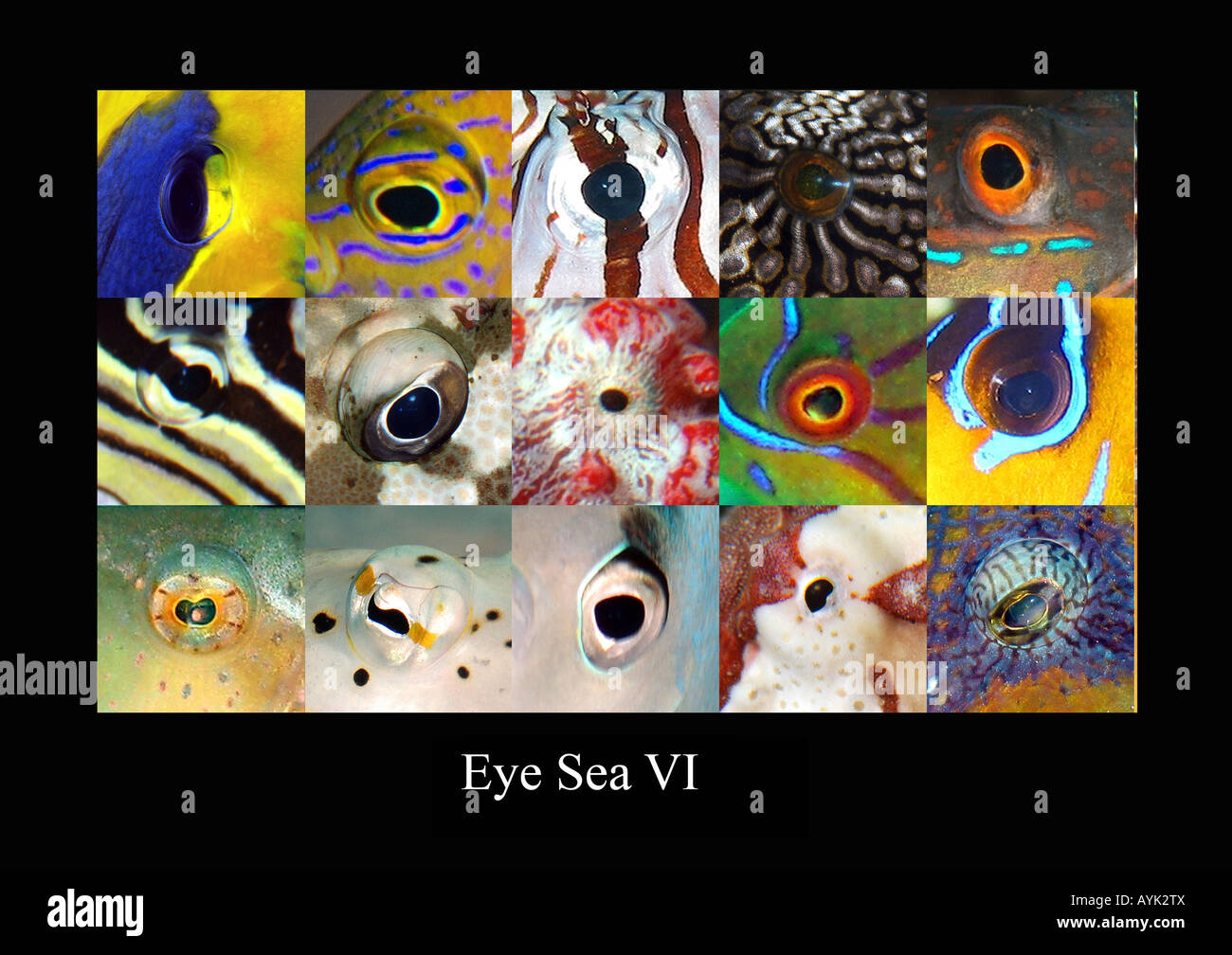 Eye sea VI, fisheyes Stock Photo