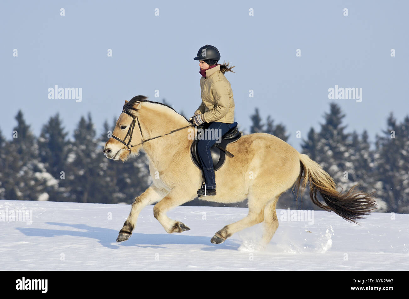 Girl galloping on a Norwegian horse Stock Photo Alamy