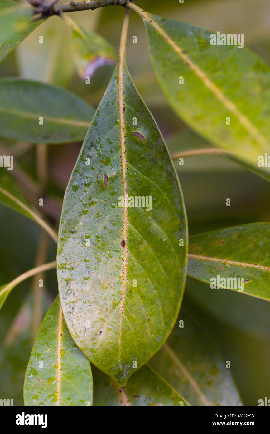 Fagaceae Lithocarpus Edulis Stock Photo