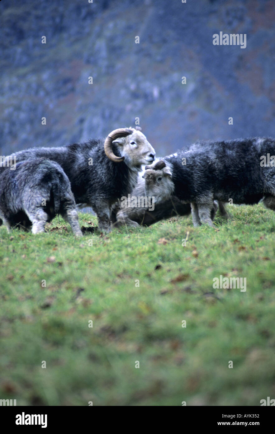 Rams rutting Stock Photo