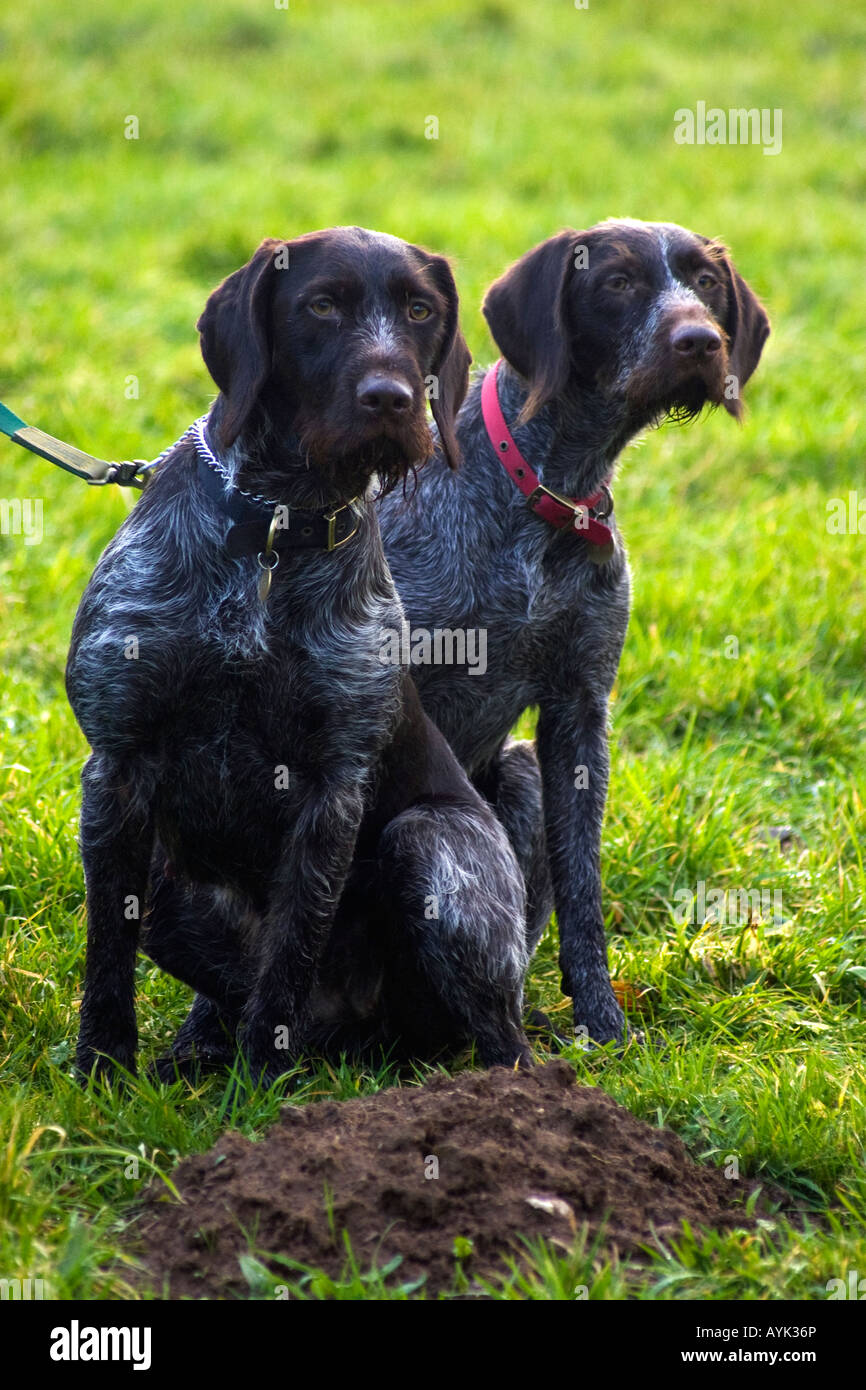 German wire short haired pointers Stock Photo