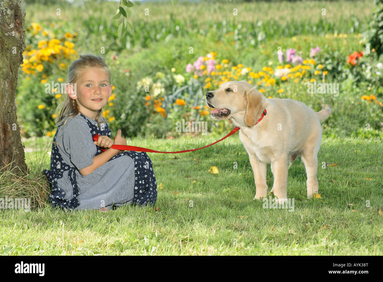 young Golden Retriever and girl in the garden Stock Photo - Alamy