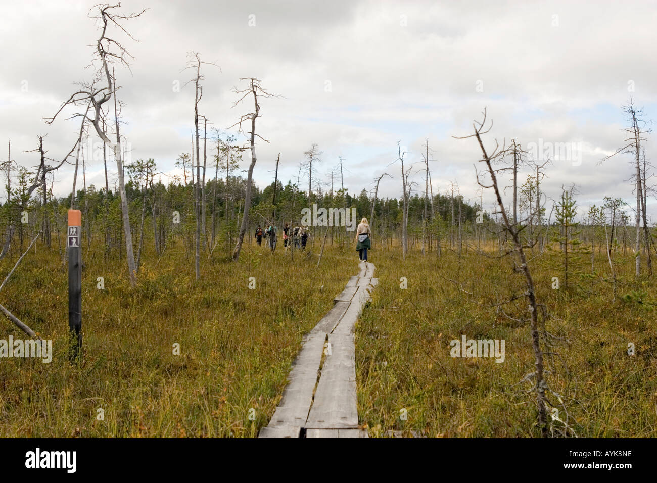 Boardwalk in hiking area Arctic Circle Hiking Area near Rovaniemi Finland Stock Photo Alamy