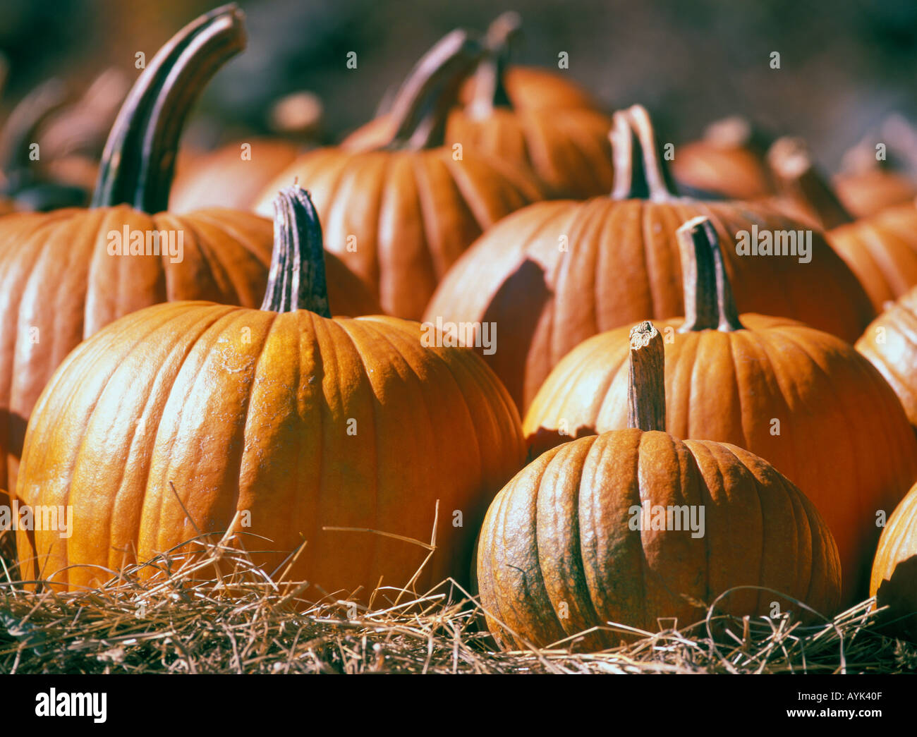 Deep Ridges Pumpkin Pumpkin ridges hi-res stock photography and images - Alamy