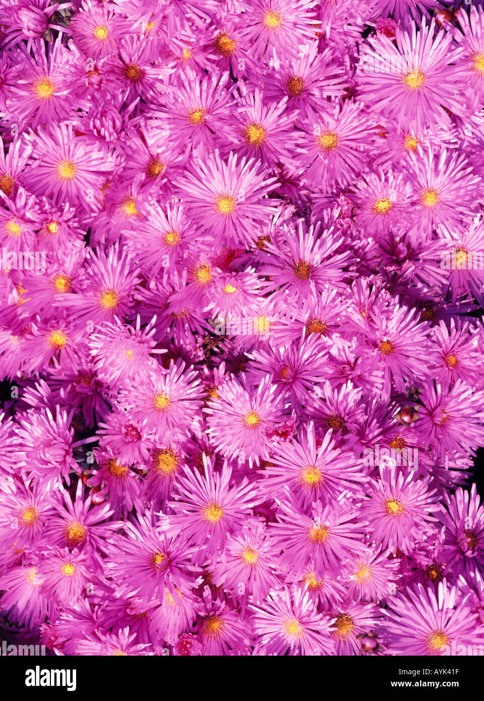 Pink Ice Plant flower blossoms Stock Photo
