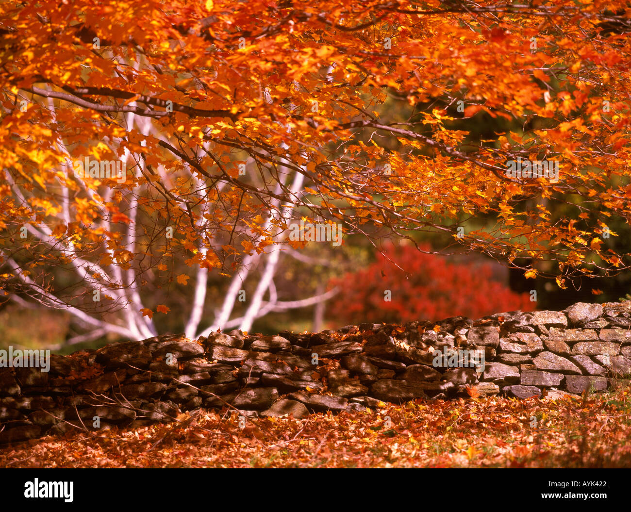 Fall foliage and stone wall in the Berkshire Hills autumn in New England Massachusetts USA Stock Photo