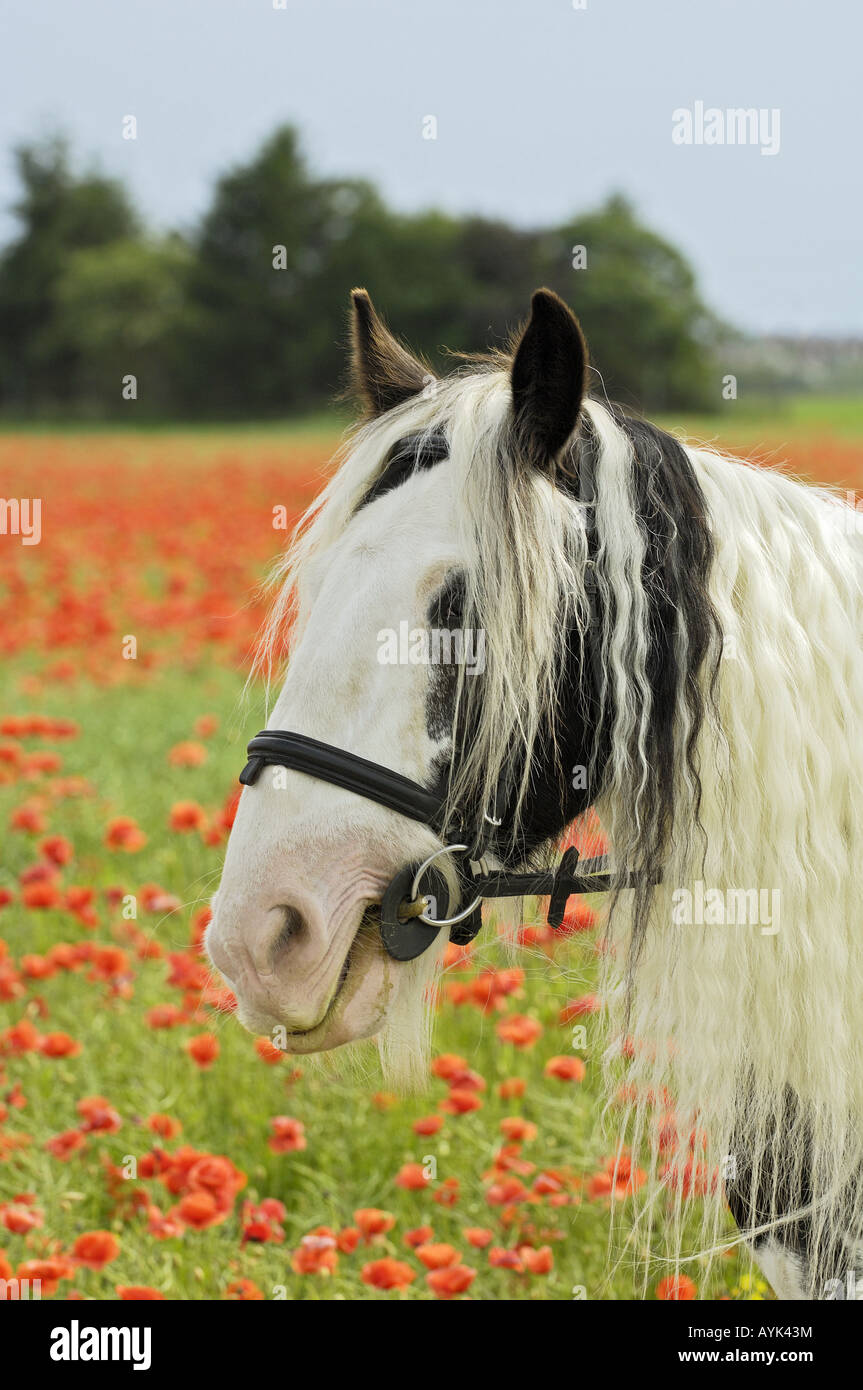 Tinker Pony - portrait Stock Photo - Alamy