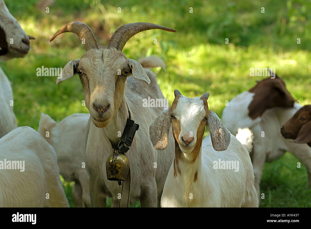 Boer goat and cub Stock Photo - Alamy