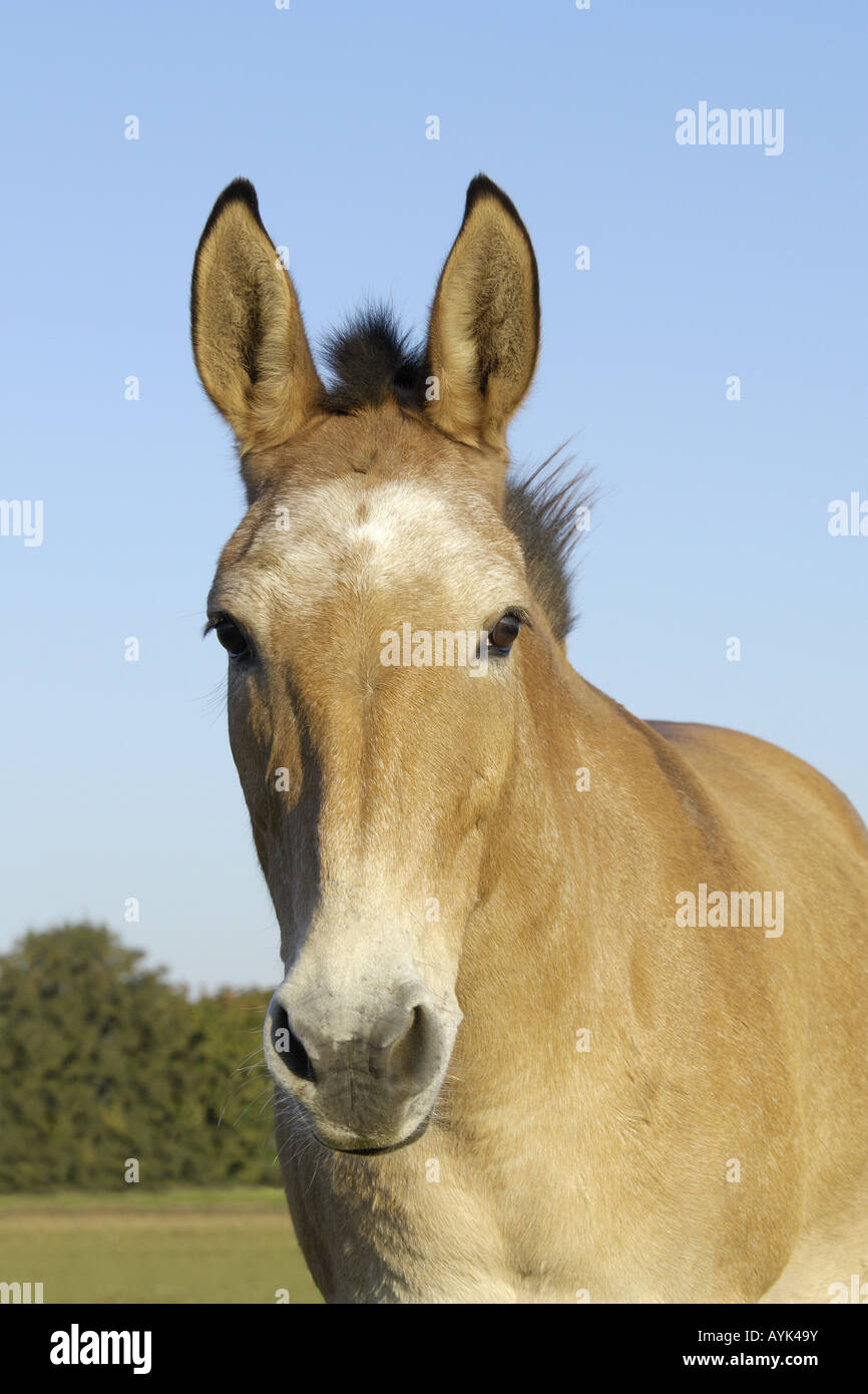 Horse donkey hybrid hi-res stock photography and images - Alamy
