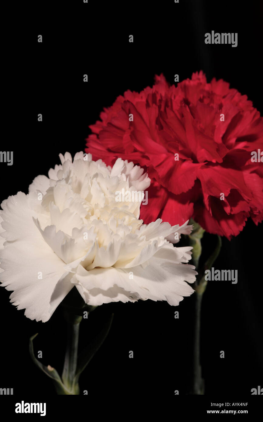 Red and White Carnations Stock Photo Alamy