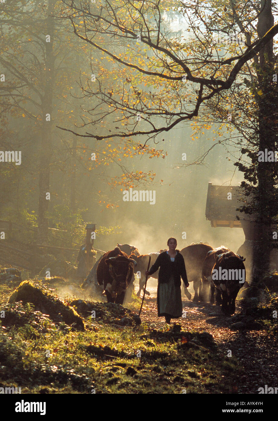 Woman driving cattle (Bos primigenius, Bos taurus) from high alpine meadows in autumn Stock Photo