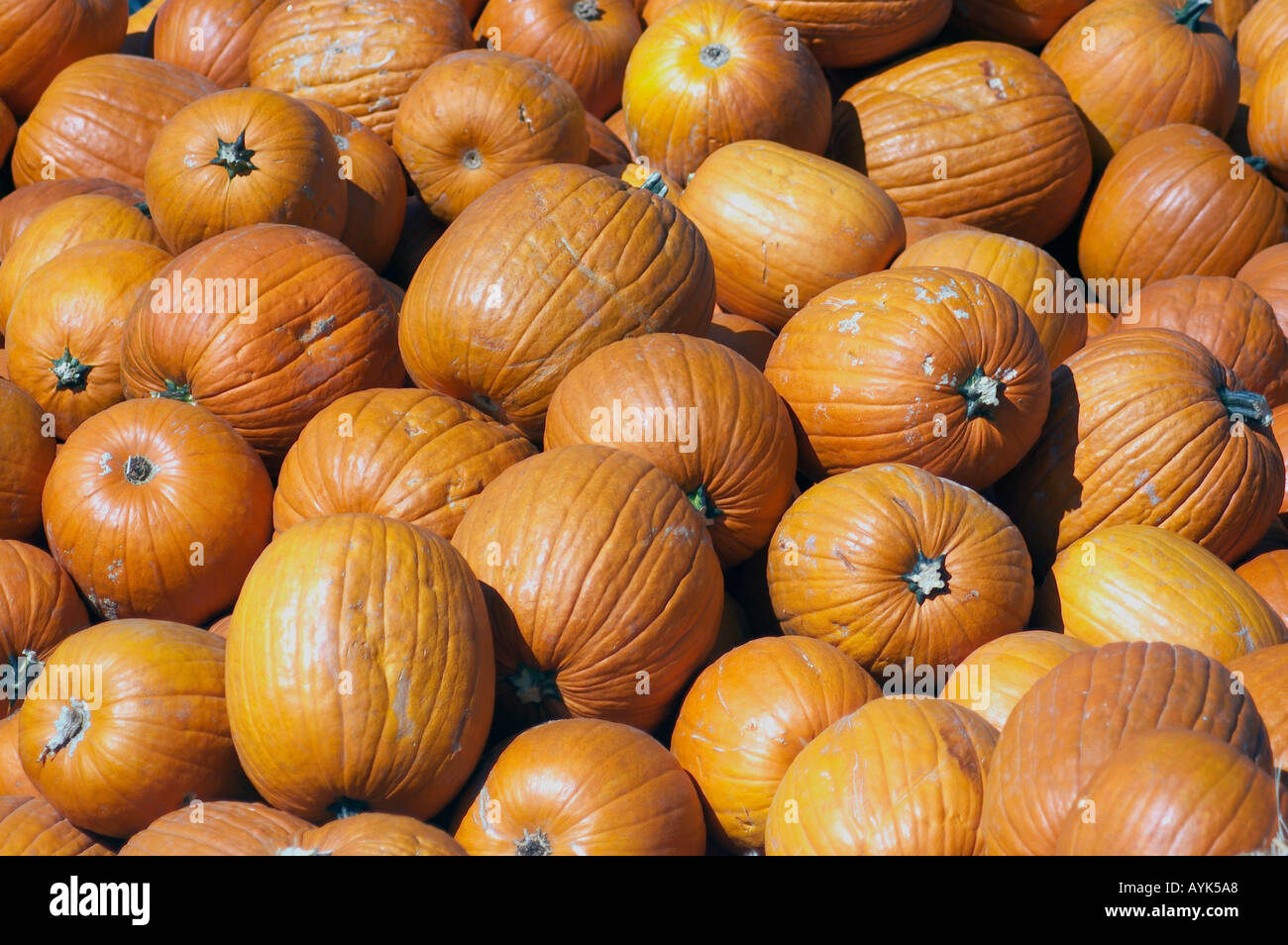 pumpkin pile Stock Photo