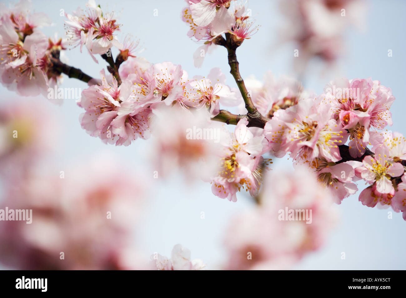 Almond Blossom Near Me