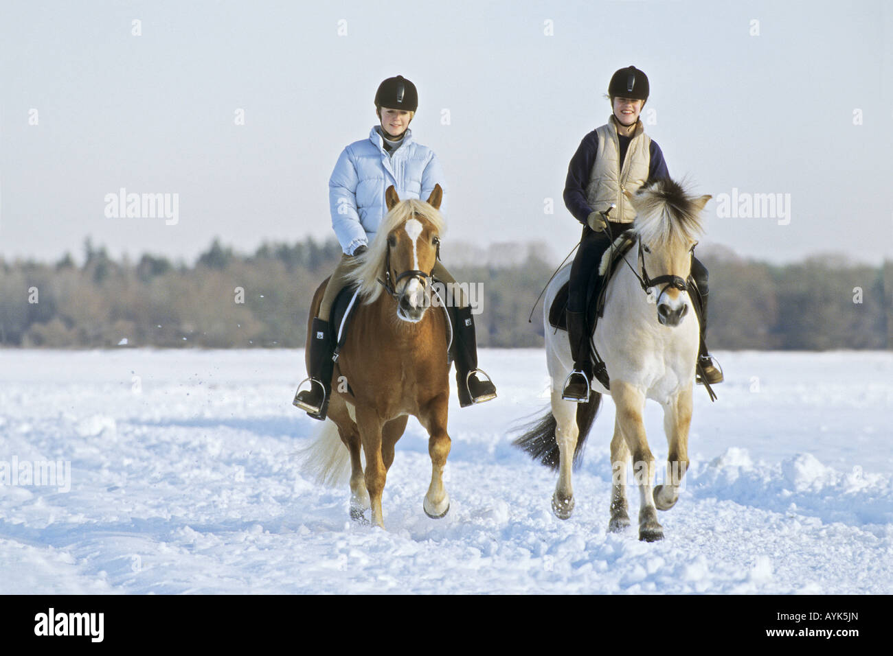 Two girls riding on Haflinger horse and Norwegian horse Stock Photo Alamy