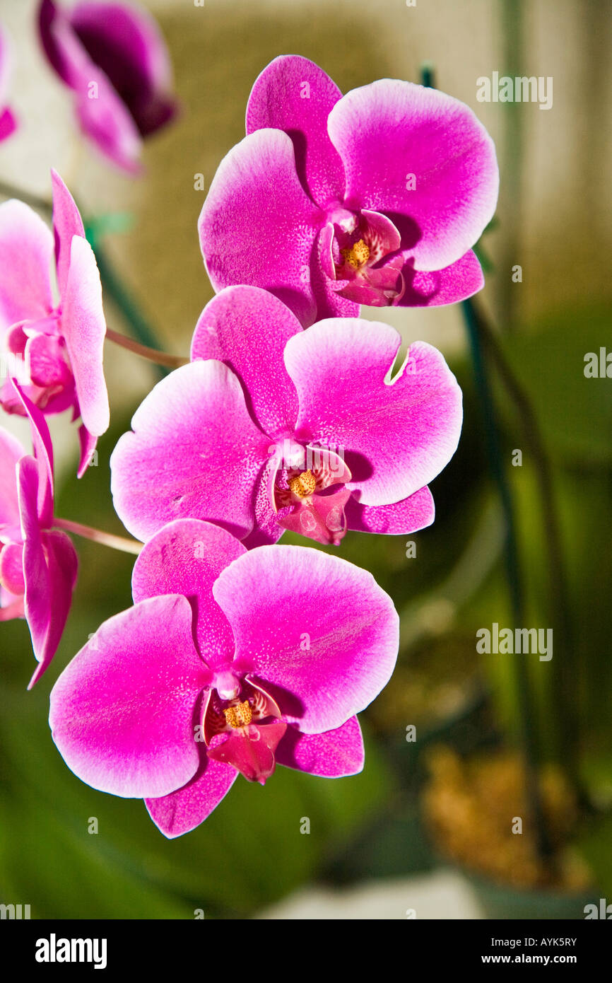 Orchids as grown in a hot house in Florida USA Stock Photo