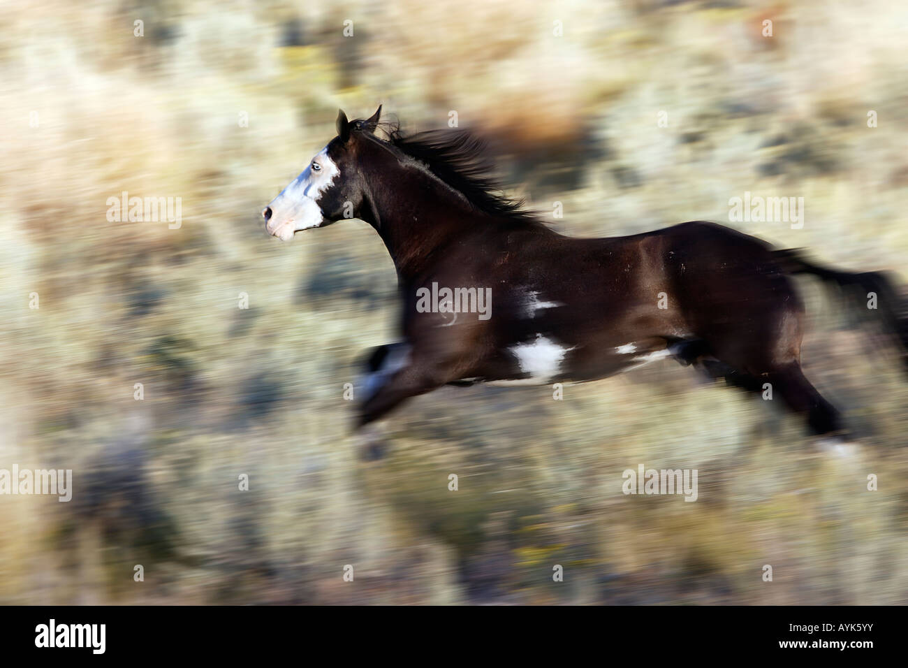 Quarter Horse, Paint Horse (Equus caballus), galloping Stock Photo