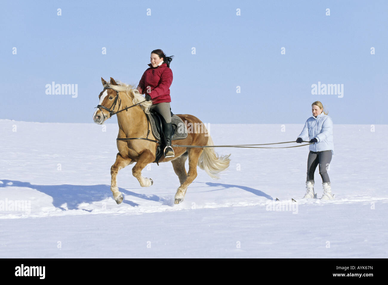 Skijoring with Haflinger horse Stock Photo