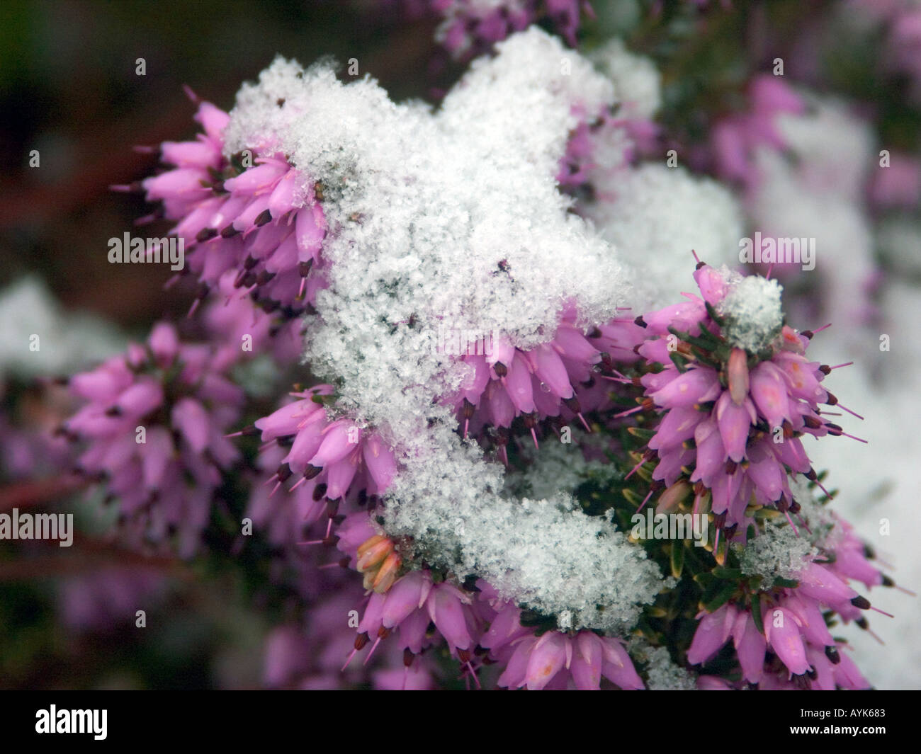 Purple heather with a covering of melting snow Stock Photo