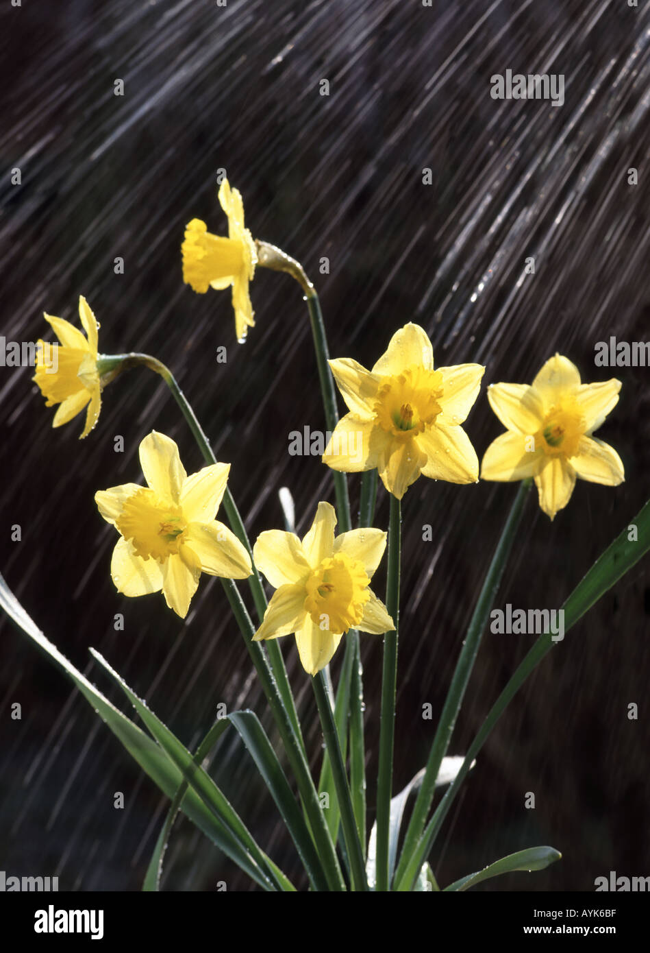 Motion blur water falling on daffodil flower heads Stock Photo