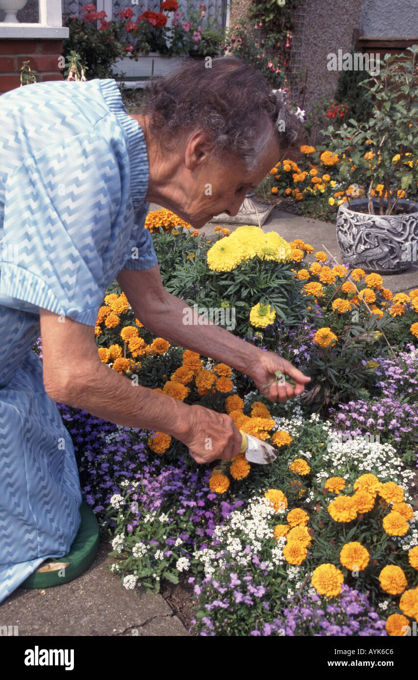 Close up model released old senior woman pensioner eighty years of age deadheading summer bedding plants working in her front garden London England UK Stock Photo