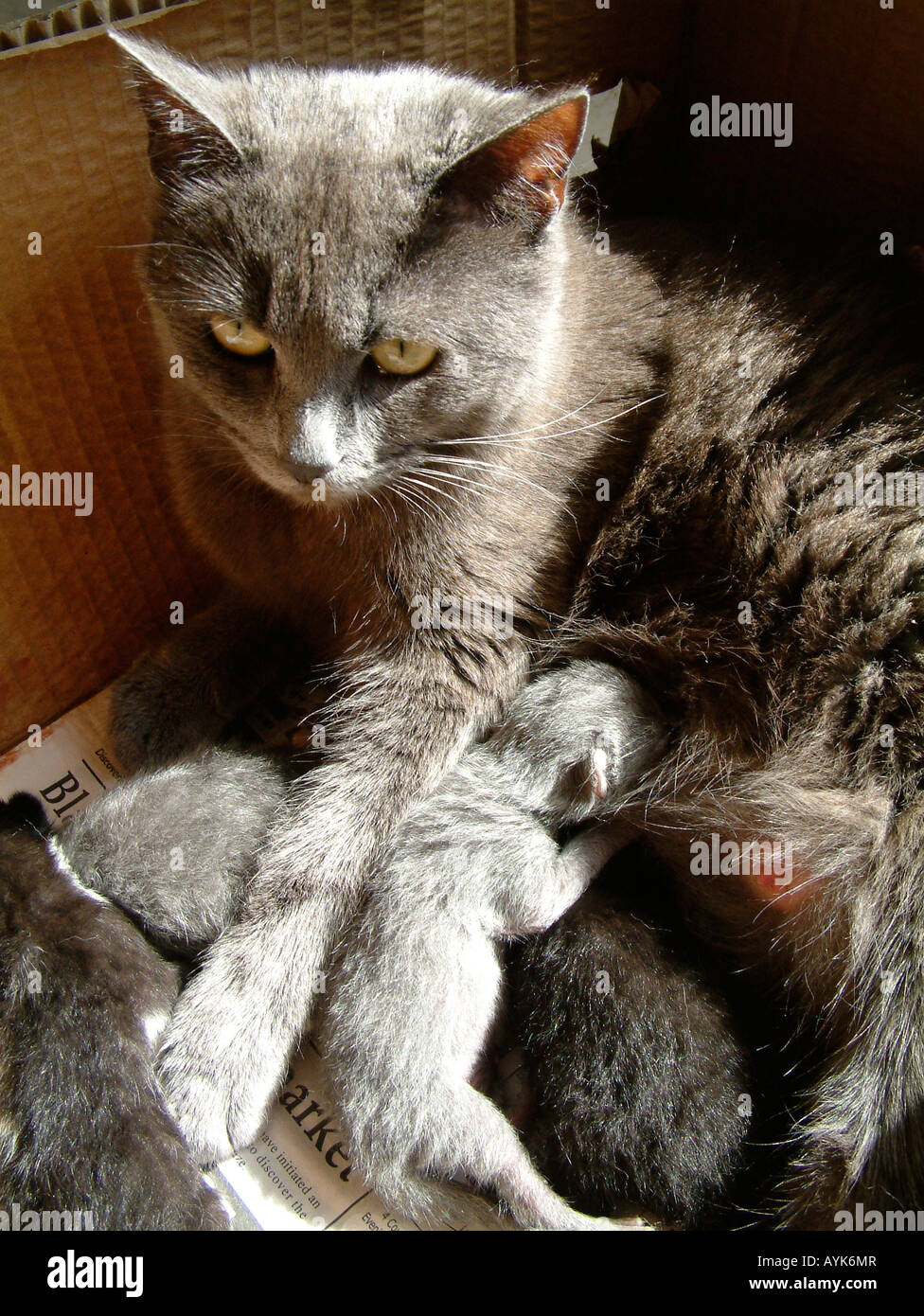 Old cat litter box hires stock photography and images Alamy