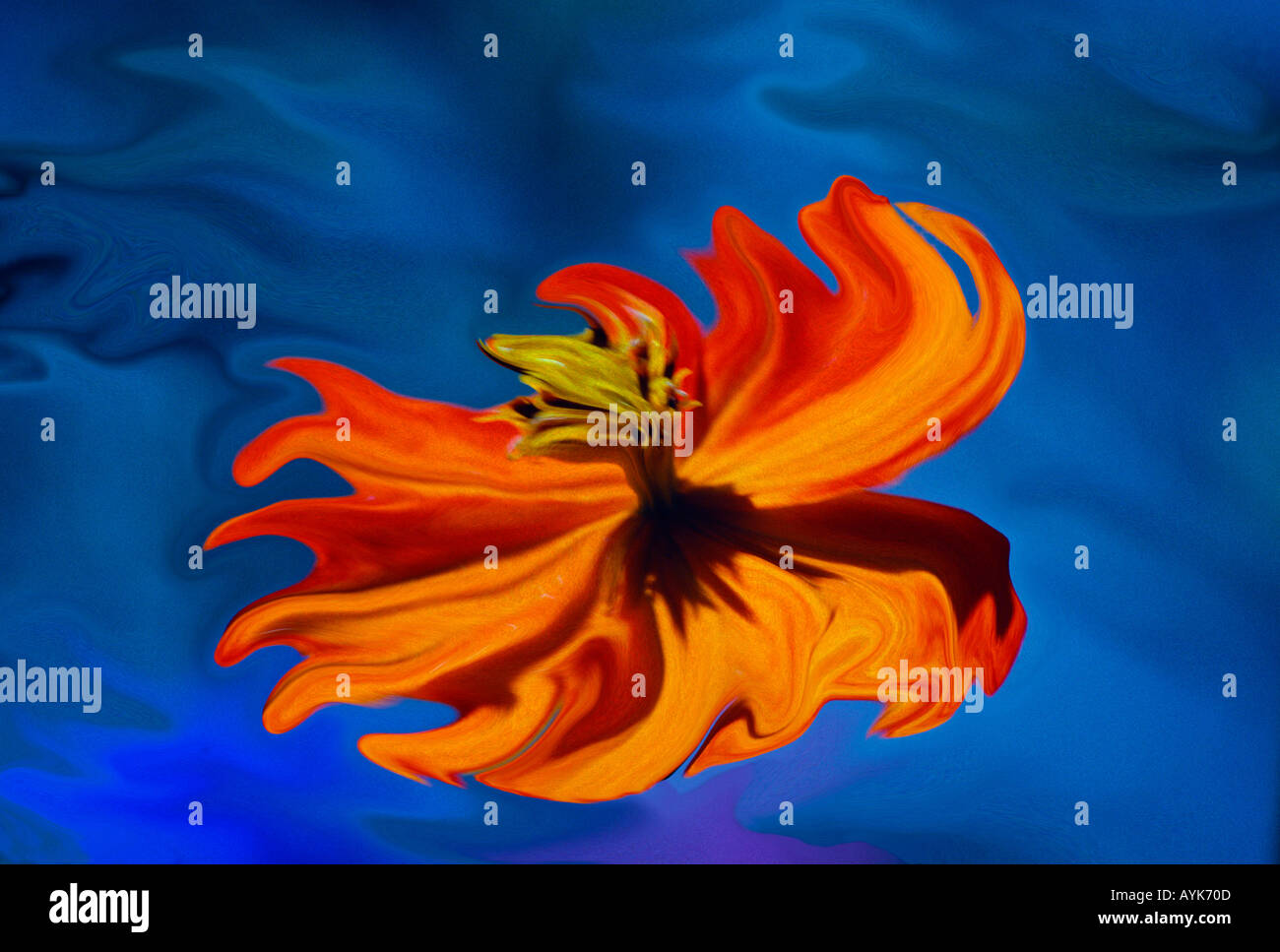 Abstract art orange flower blossom fluid blue background Stock Photo