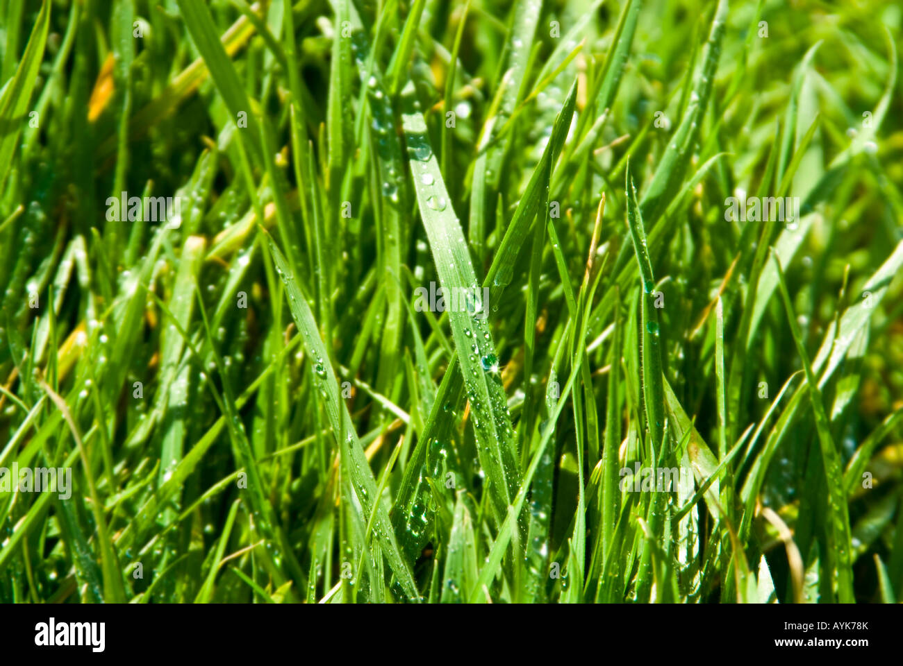 Horizontal close up of early morning dew drops on blades of grass in the garden Stock Photo