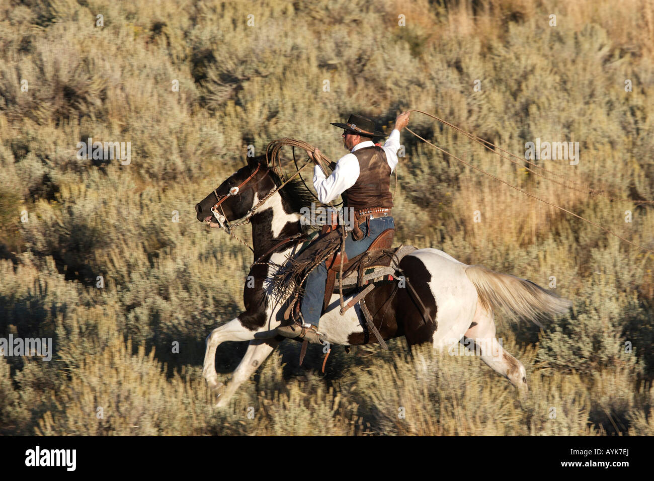 Cowboy on Quarter Horse, Painthorse (Equus caballus), lassoing Stock Photo