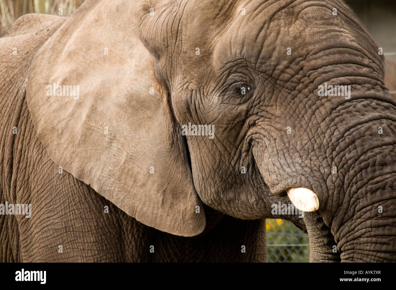 African elephant at West Midlands Safari Park Bewdley near Kidderminster, Hereford and Worcester, UK Stock Photo