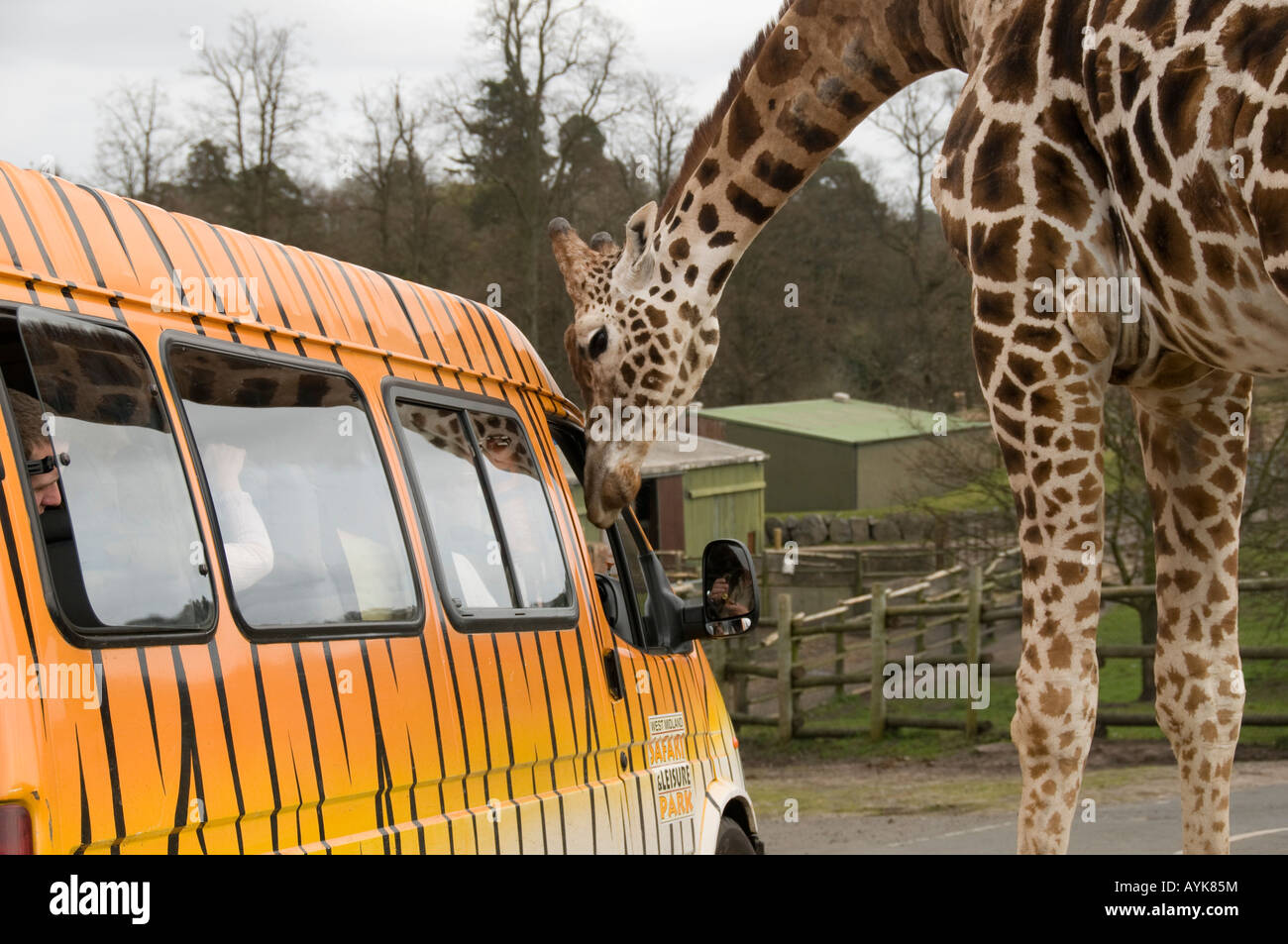 Giraffe At West Midlands Safari Park Bewdley Hereford And Worcester Stock Photo Alamy