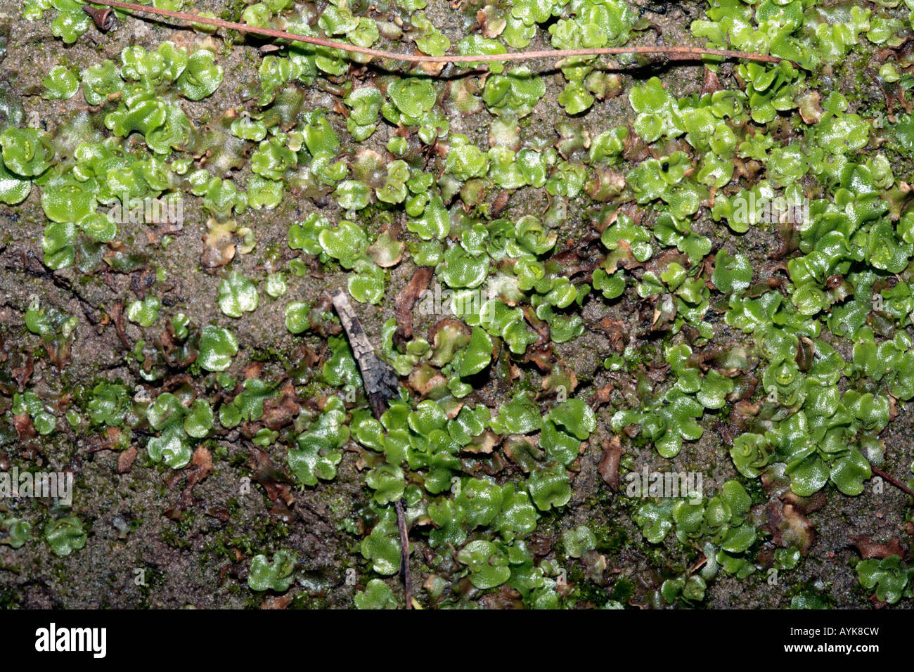Thallose Liverwort-Lunularia cruciata-Bryophyta Stock Photo