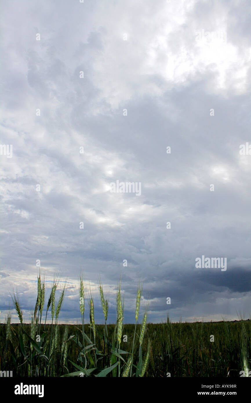 Green wheat heads underneath a stormy sky. Stock Photo