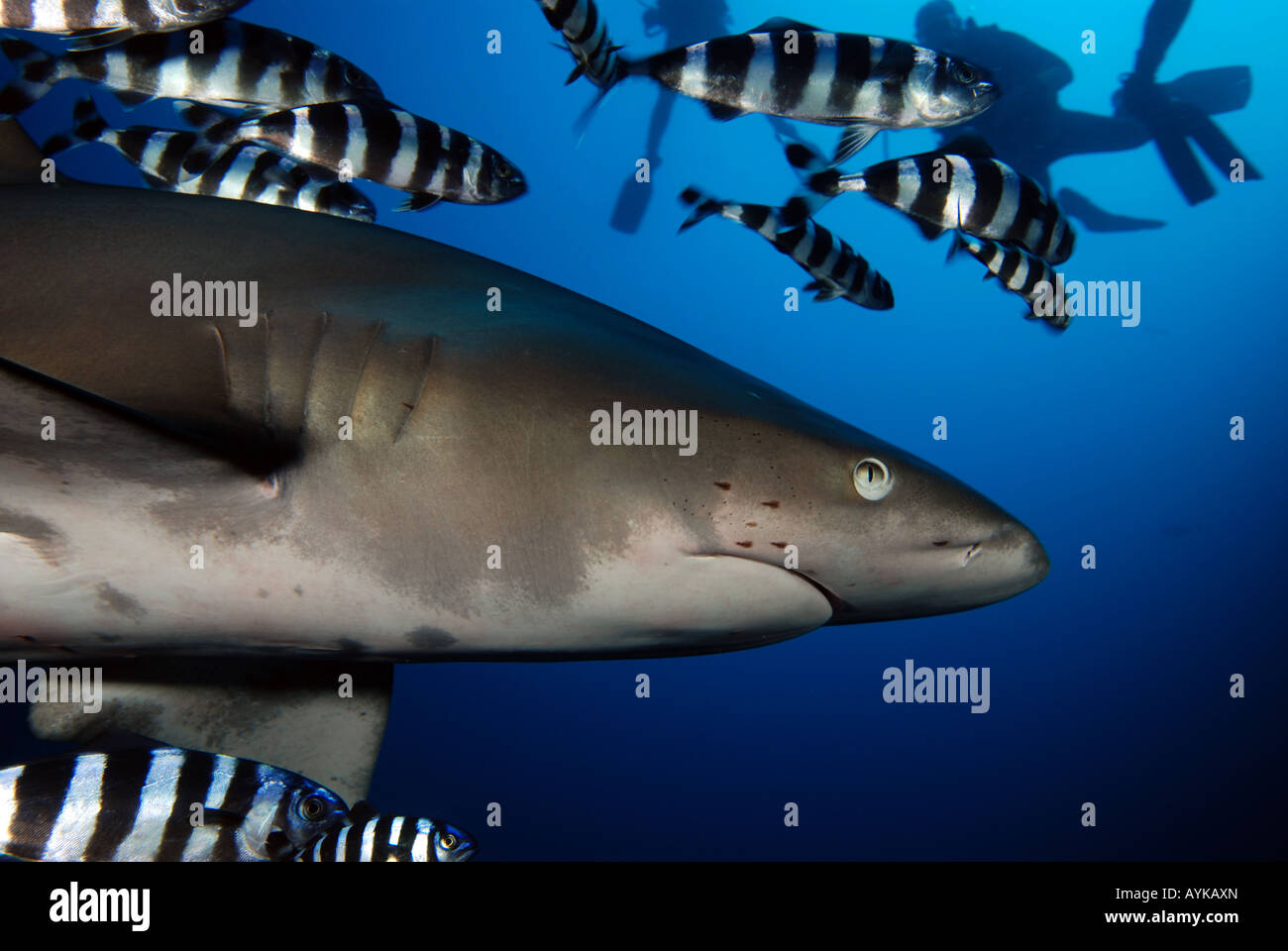 Oceanic whitetip shark, carcharhinus longimanus Stock Photo