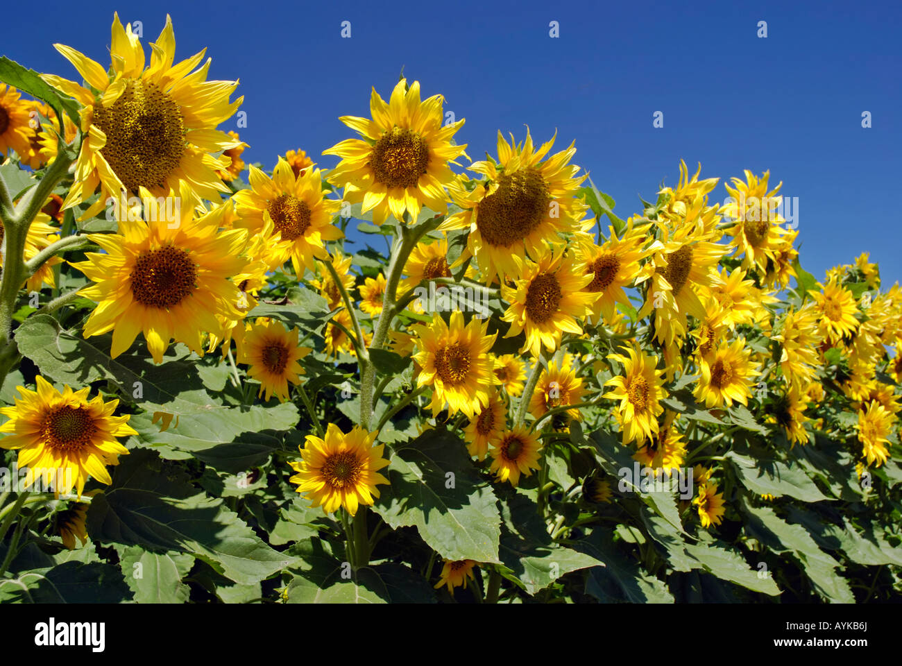 Vacaville High Resolution Stock Photography and Images Alamy